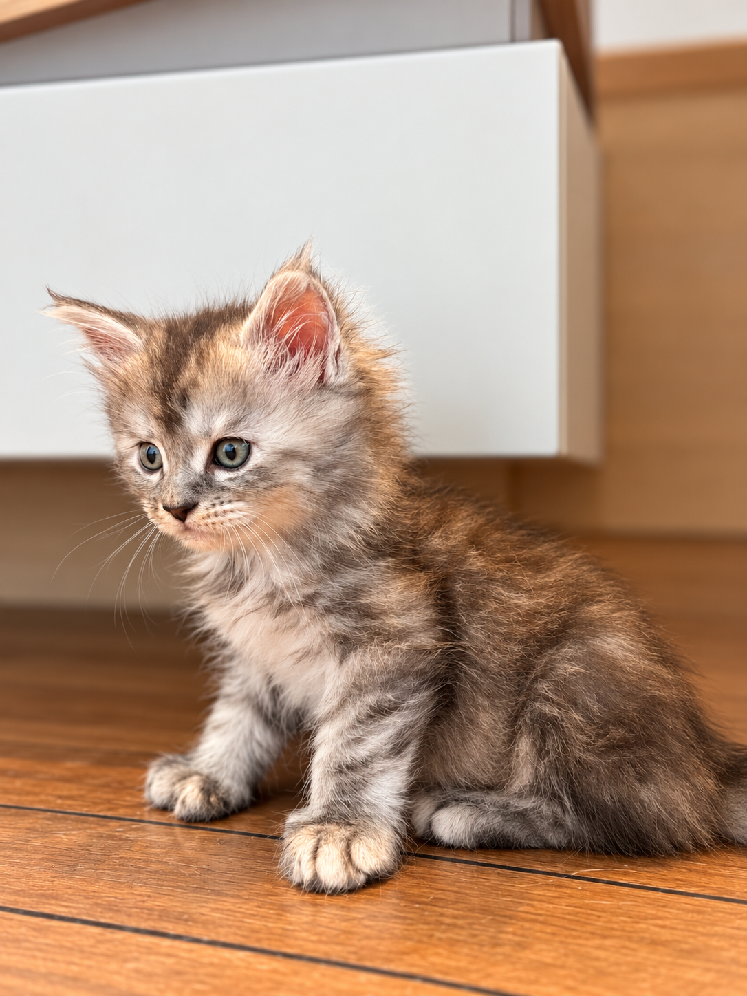 Bowsette, chatonne Maine Coon black tortie silver tabby polydactyle, assise de profil