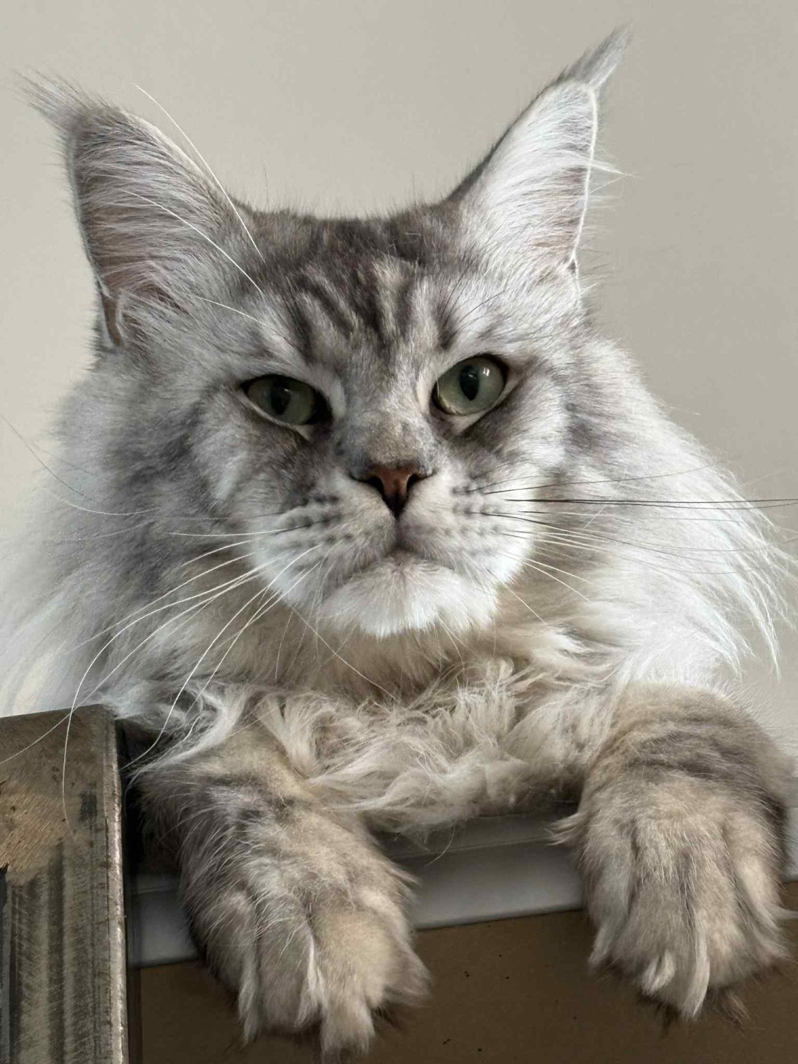 Mâle Maine Coon black silver tabby