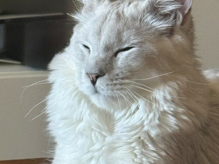 Maine Coon mâle ou femelle : lequel choisir pour votre famille ?