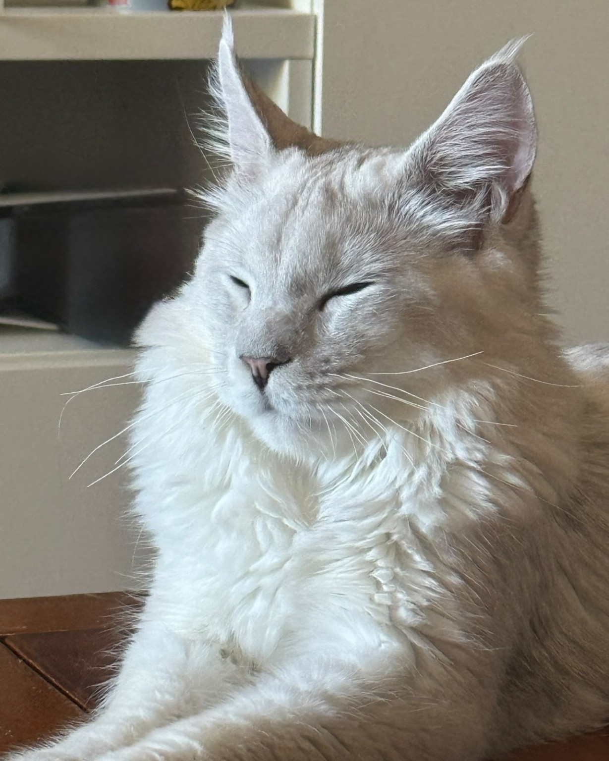 Maine Coon mâle ou femelle : lequel choisir pour votre famille ?