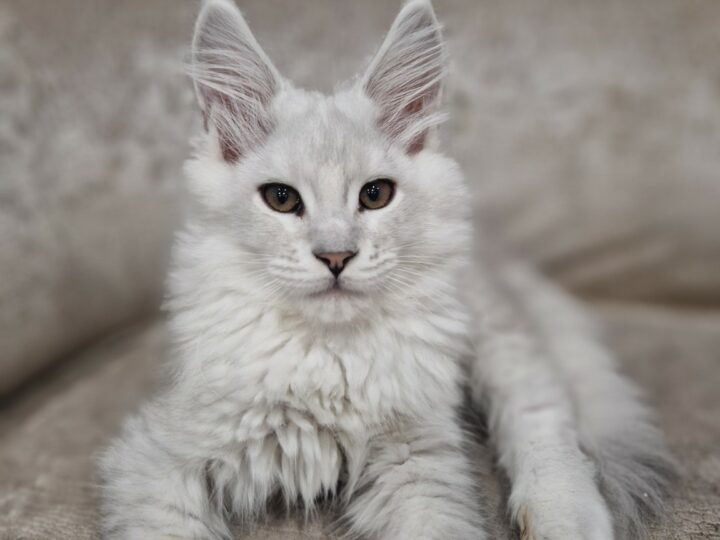 Maine Coon Shaded : Silver, Golden et Chinchilla