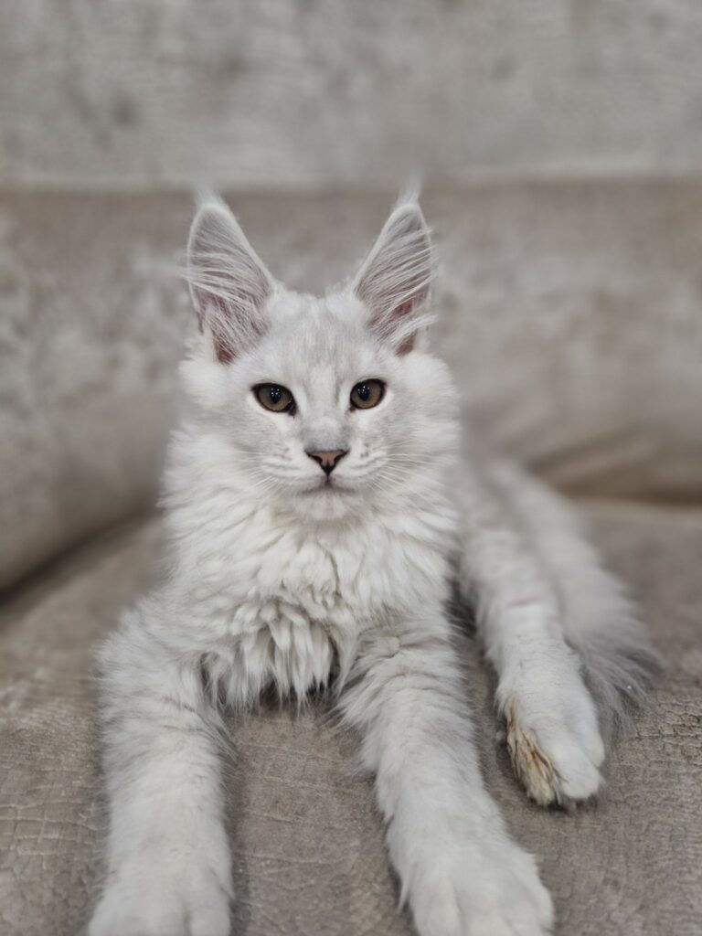 Zeus, mâle Maine Coon black silver shaded