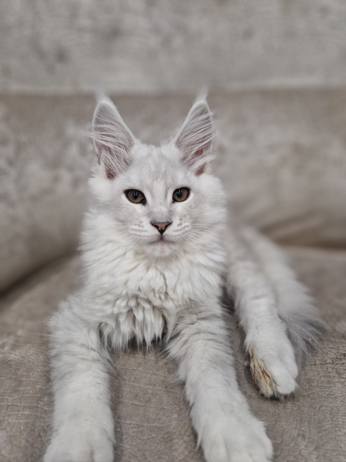 Maine Coon Shaded : Silver, Golden et Chinchilla