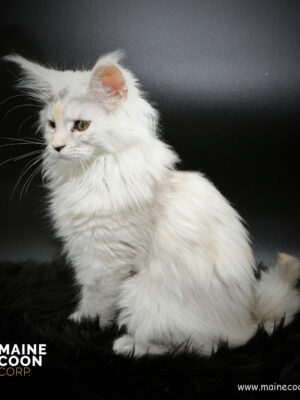 Tiramissou notre chatte Maine Coon Shaded