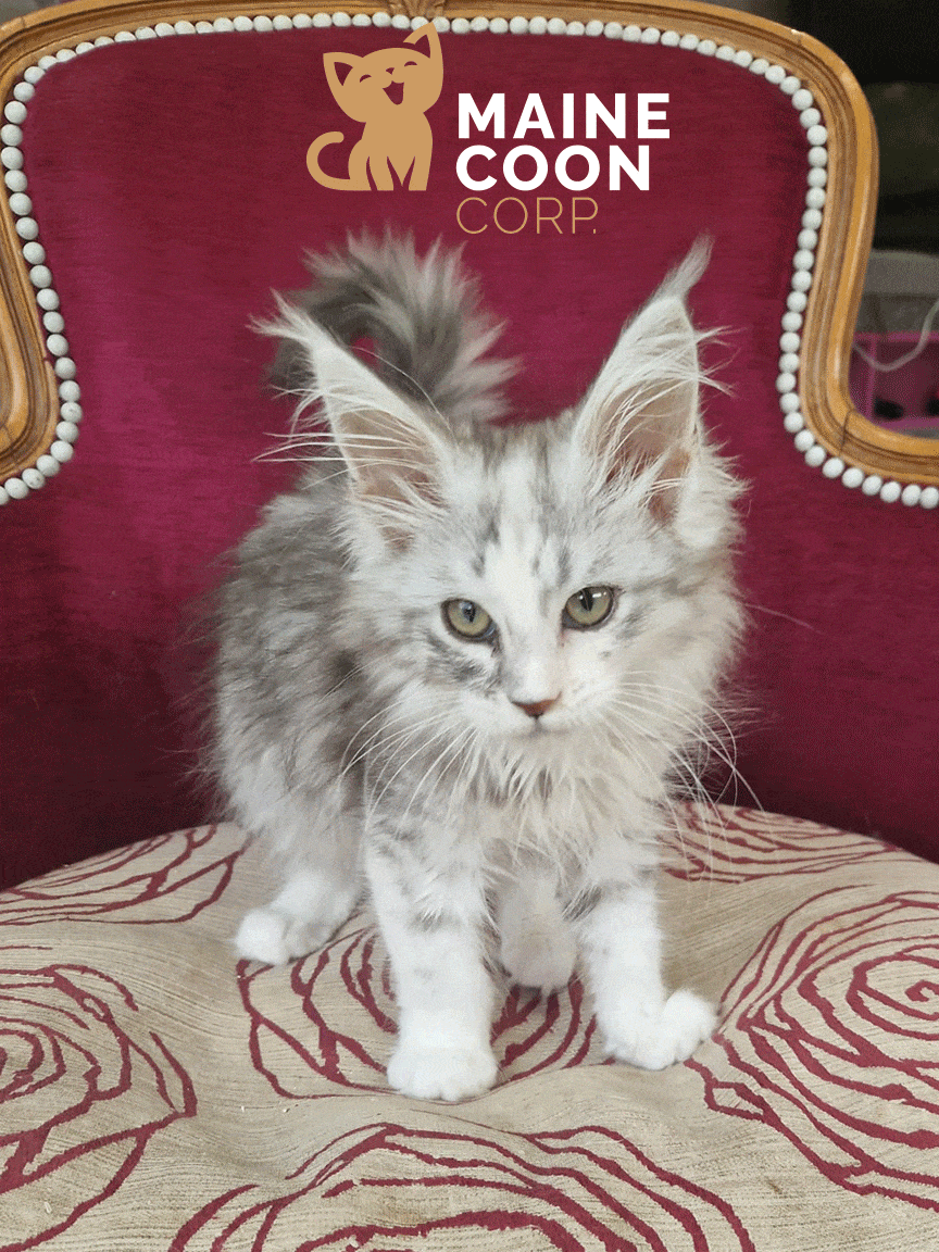 Aurora — femelle Maine Coon Black Tortie Silver Ticked Tabby & blanc