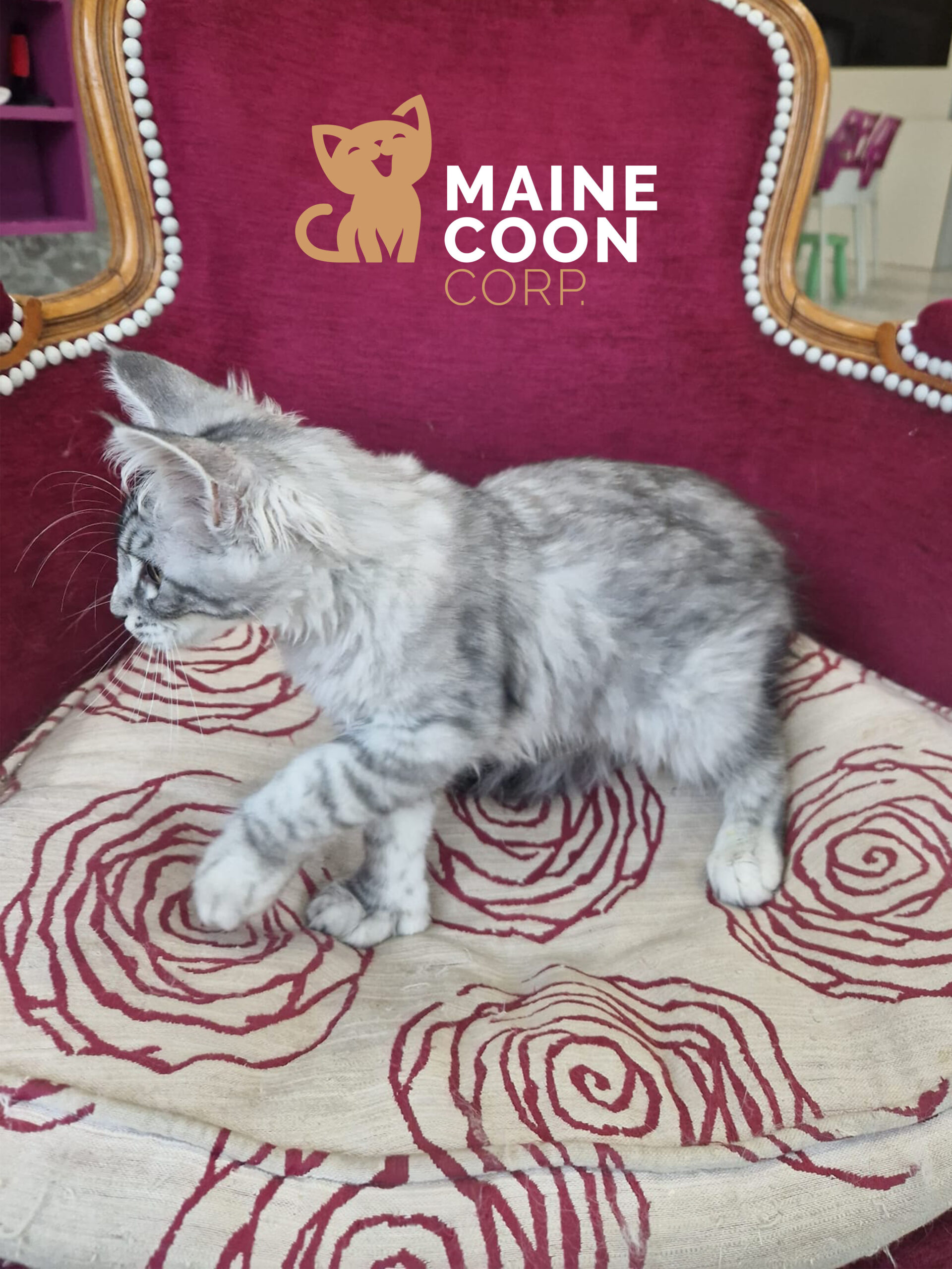 Alaska — femelle Maine Coon Black High Silver Mackerel Tabby polydactyle