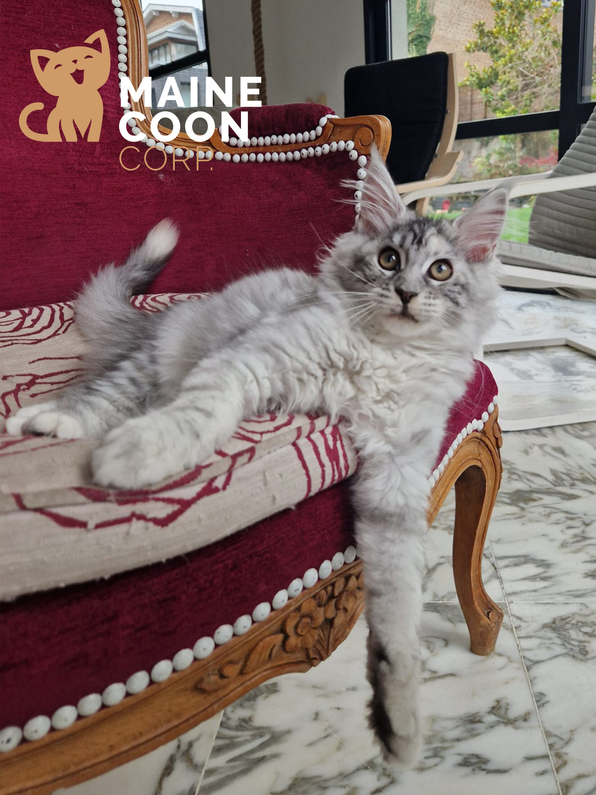 Aloé — femelle Maine Coon Black Tortie High Silver Ticked Tabby